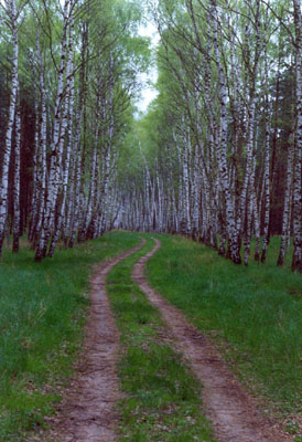 Brzozowa droga w lesie